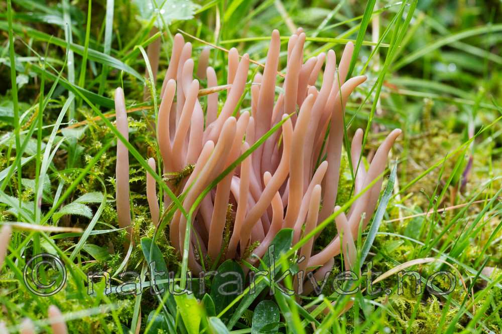 KA_100826_5253 / Clavaria fumosa / Røykkøllesopp