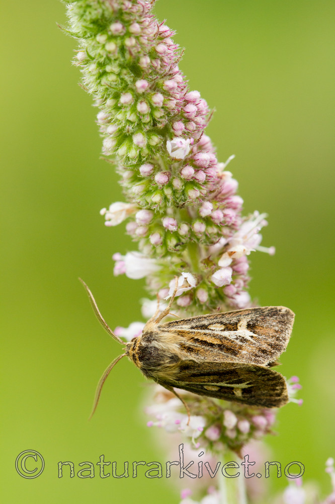 KA_100826_5264 / Cerapteryx graminis / Gressmarkfly