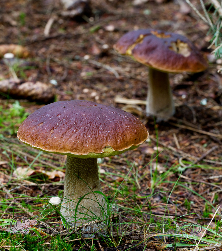 KA_100826_5278 / Boletus edulis / Steinsopp