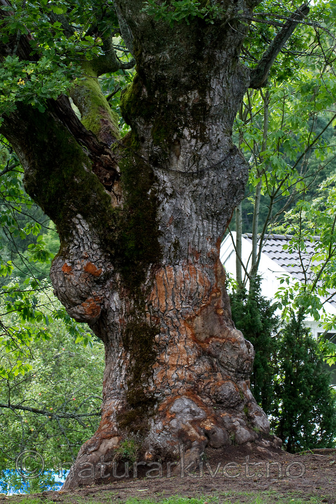 KA_100826_5280 / Quercus robur / Sommereik