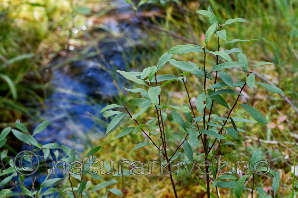 KA_100901_5539 / Myrica gale / Pors