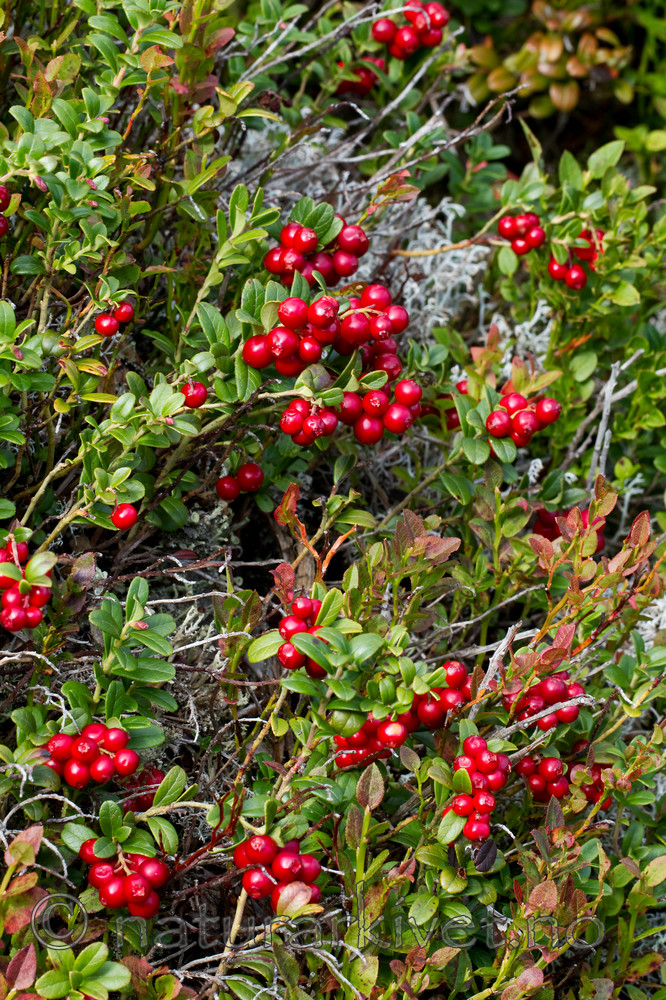 KA_100901_5548 / Vaccinium vitis-idaea / Tyttebær