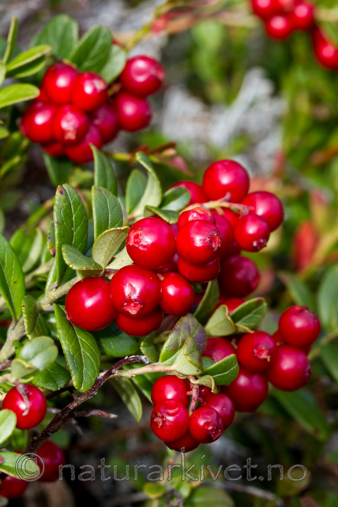 KA_100901_5549 / Vaccinium vitis-idaea / Tyttebær