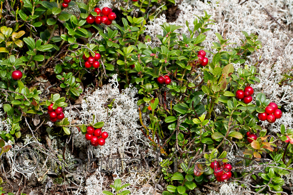 KA_100901_5552 / Vaccinium vitis-idaea / Tyttebær