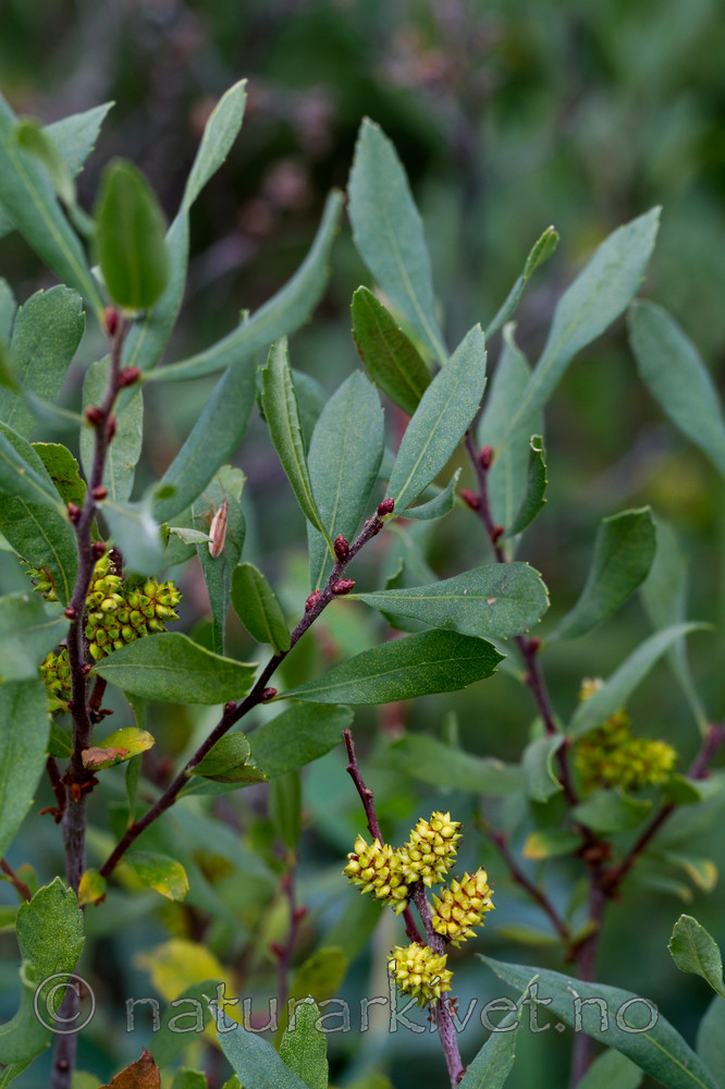 KA_100901_5556 / Myrica gale / Pors