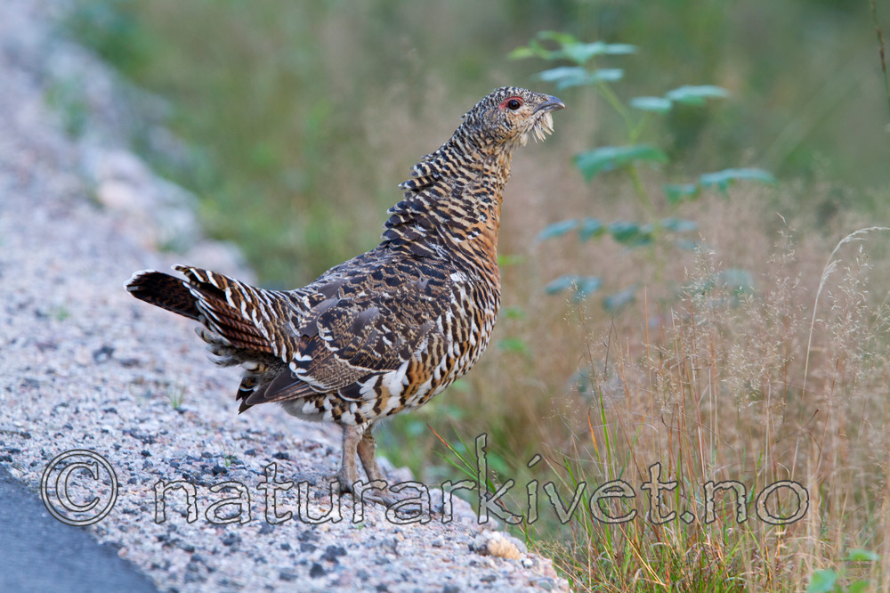 KA_100902_5624 / Tetrao urogallus / Storfugl