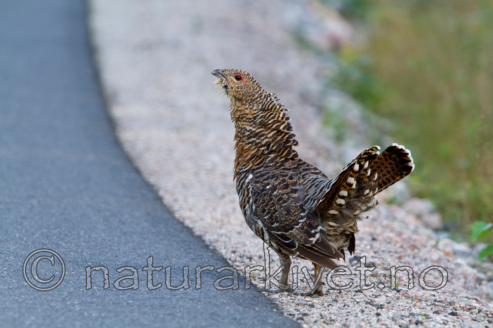 KA_100902_5628 / Tetrao urogallus / Storfugl