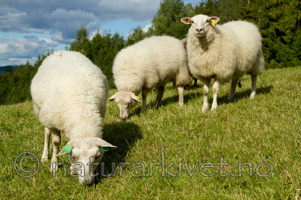 KA_100903_5808 / Ovis aries / Sau