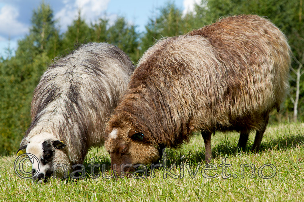 KA_100903_5809 / Ovis aries / Sau