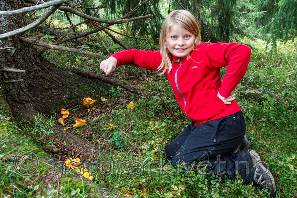 KA_100905_7276 / Cantharellus cibarius / Kantarell