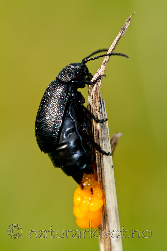 KA_100916_5943 / Galeruca tanaceti / Reinfannbille