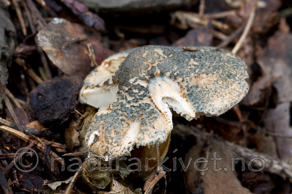 KA_100917_5991 / Lepiota grangei / Grønn parasollsopp