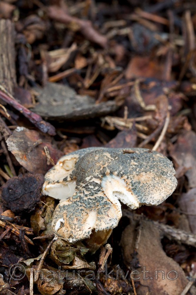 KA_100917_5992 / Lepiota grangei / Grønn parasollsopp