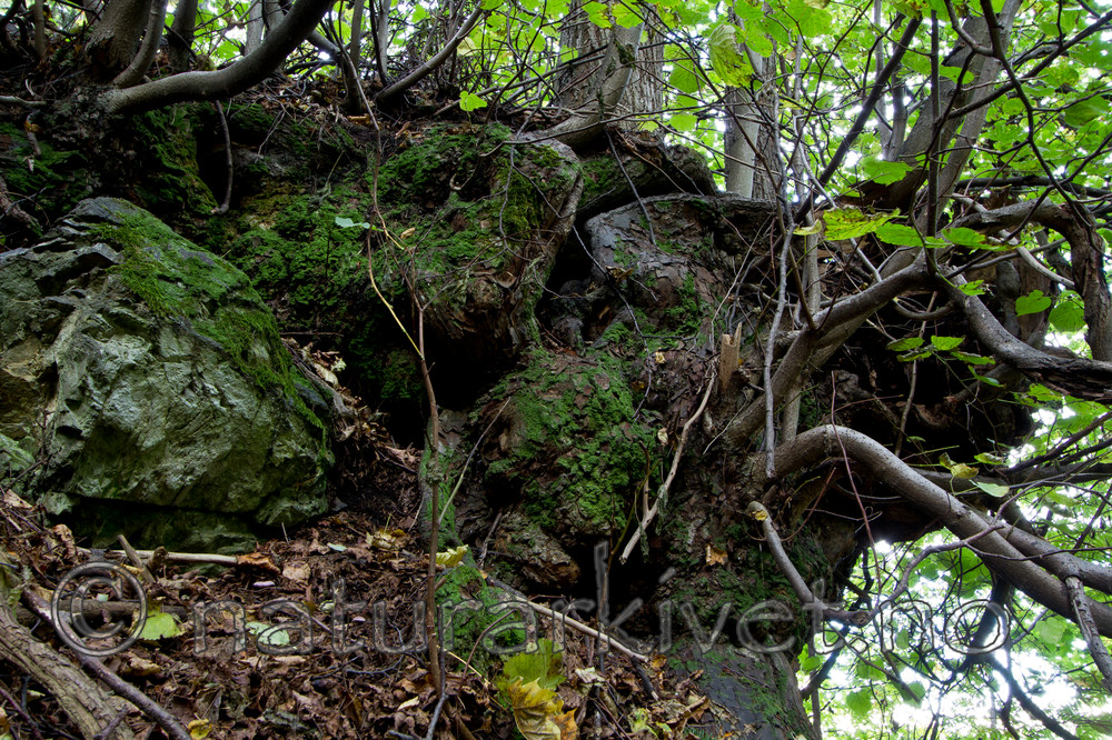 KA_100917_5996 / Tilia cordata / Lind