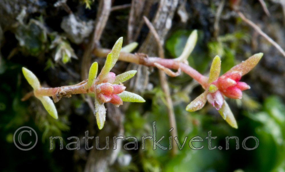 KA_100920_7227 / Crassula aquatica / Firling