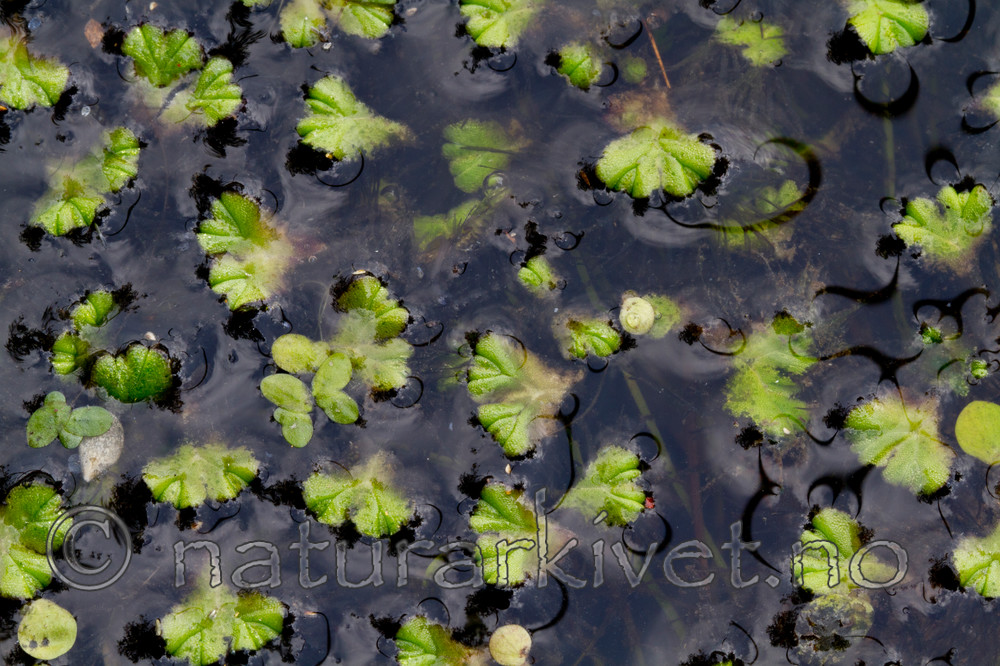 KA_100920_7228 / Ricciocarpos natans / Svanemat