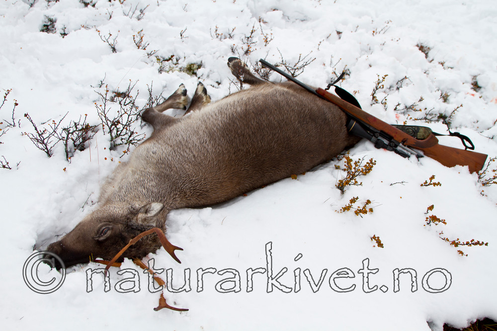 KA_100925_7676 / Rangifer tarandus / Rein