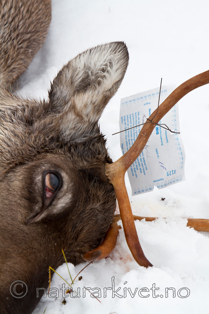 KA_100925_7682 / Rangifer tarandus / Rein