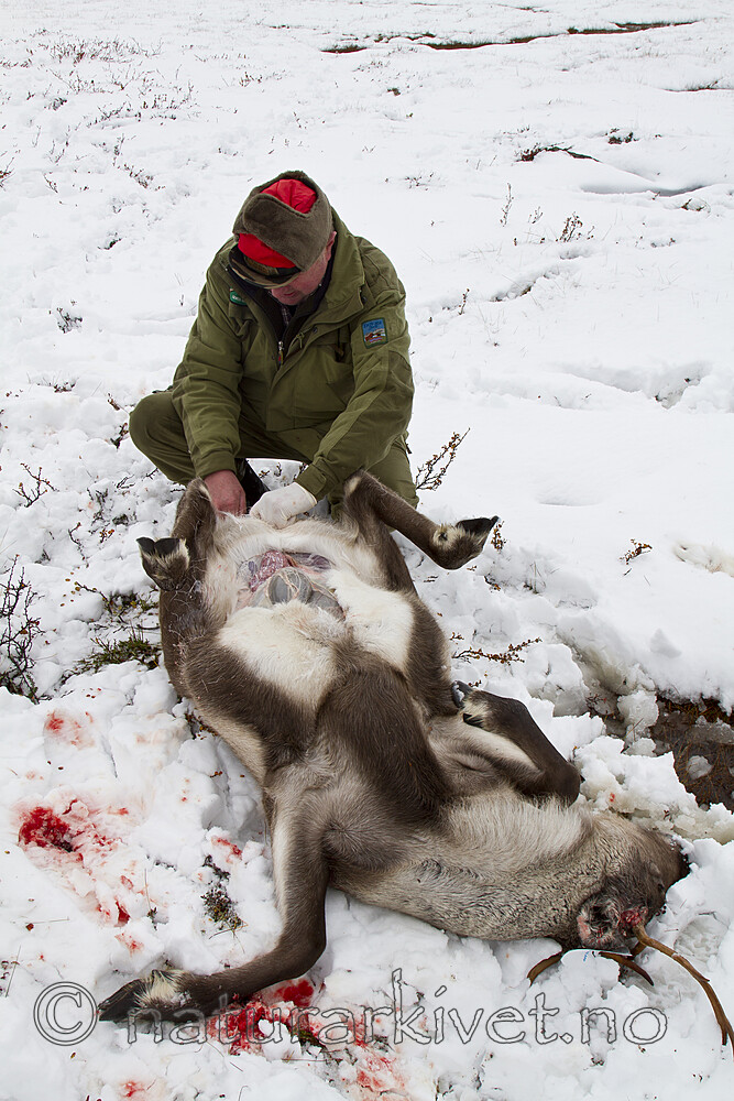 KA_100925_7687 / Rangifer tarandus / Rein