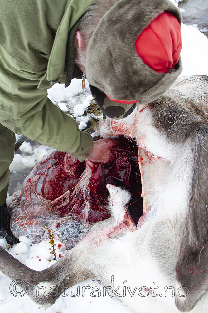 KA_100925_7689 / Rangifer tarandus / Rein