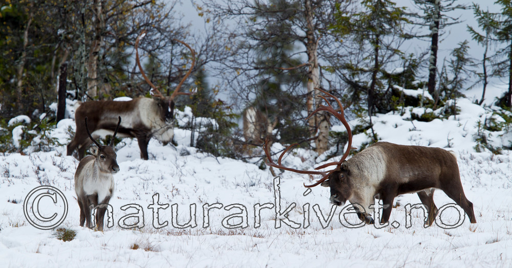 KA_100925_7703 / Rangifer tarandus / Rein