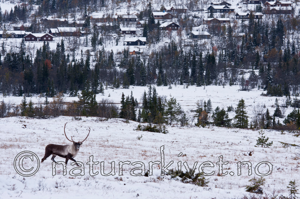 KA_100925_7724 / Rangifer tarandus / Rein
