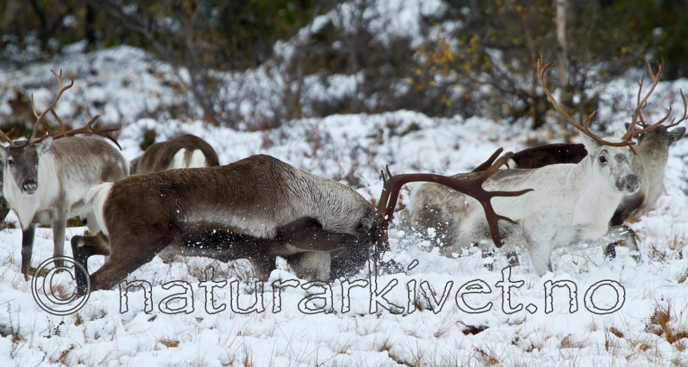 KA_100925_7727 / Rangifer tarandus / Rein