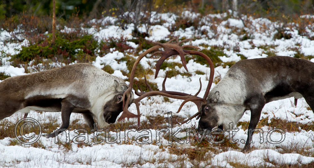 KA_100925_7751 / Rangifer tarandus / Rein