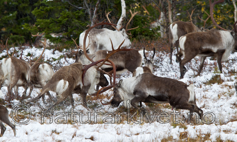 KA_100925_7759 / Rangifer tarandus / Rein