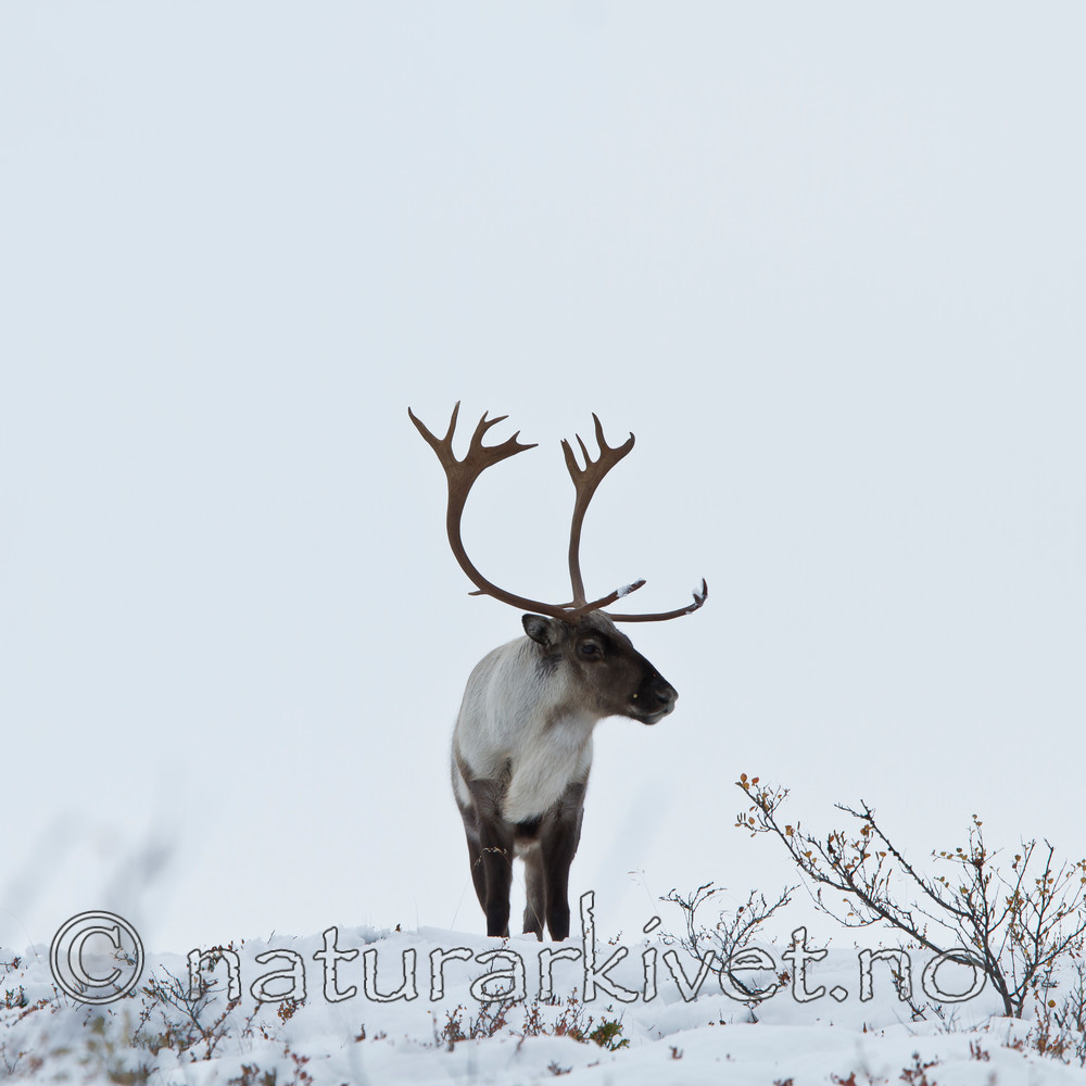 KA_100925_7776 / Rangifer tarandus / Rein