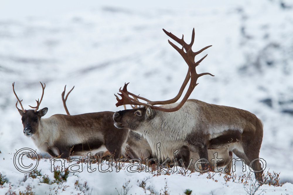 KA_100925_7777 / Rangifer tarandus / Rein