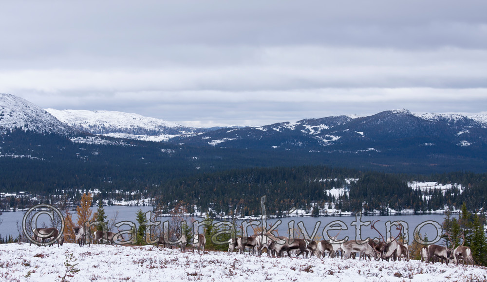 KA_100925_7780 / Rangifer tarandus / Rein