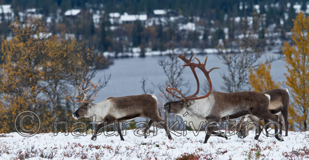 KA_100925_7787 / Rangifer tarandus / Rein