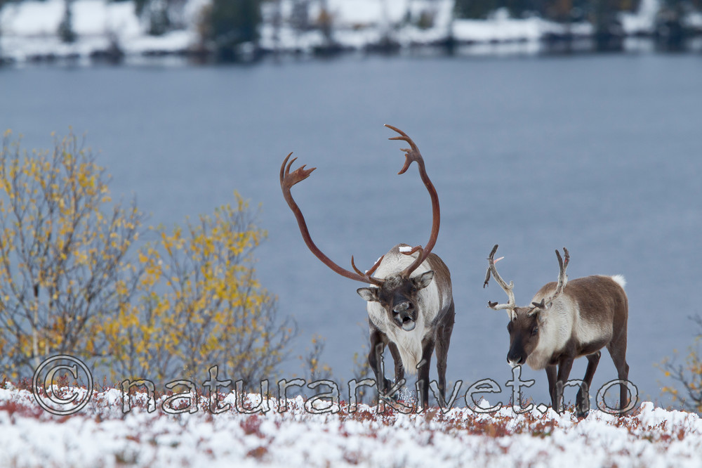 KA_100925_7799 / Rangifer tarandus / Rein