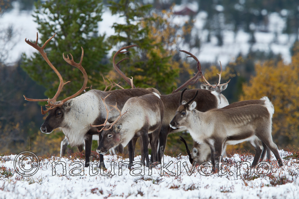 KA_100925_7812 / Rangifer tarandus / Rein