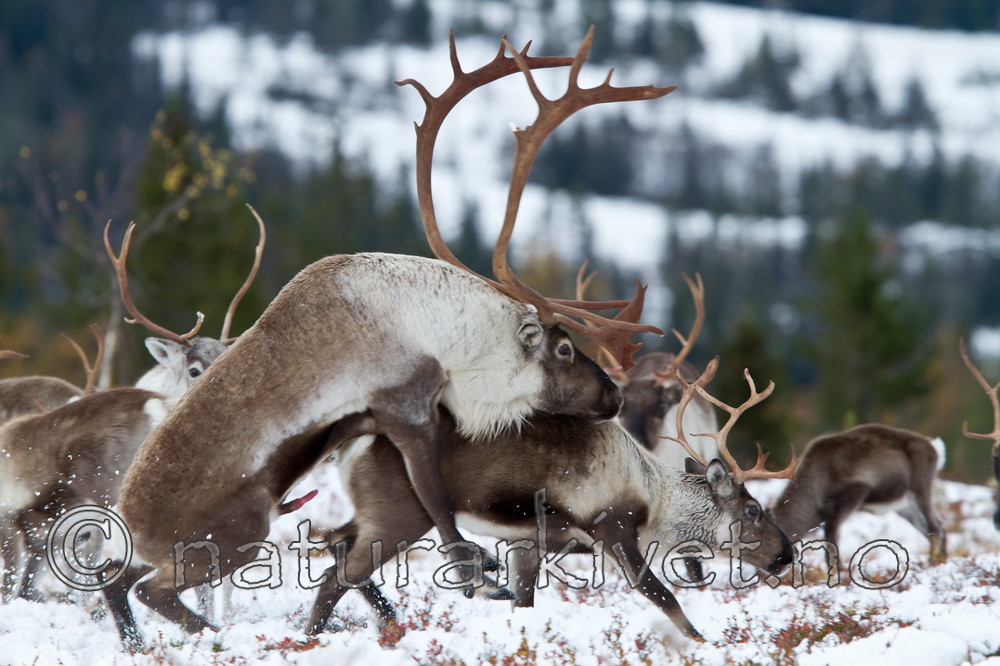 KA_100925_7817 / Rangifer tarandus / Rein