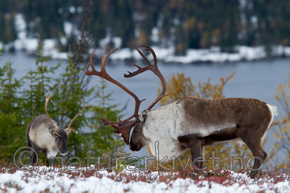 KA_100925_7819 / Rangifer tarandus / Rein