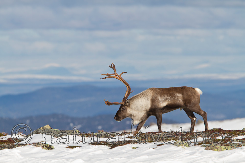 KA_100926_7835 / Rangifer tarandus / Rein