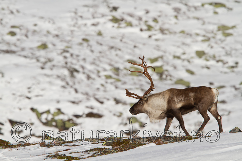 KA_100926_7839 / Rangifer tarandus / Rein