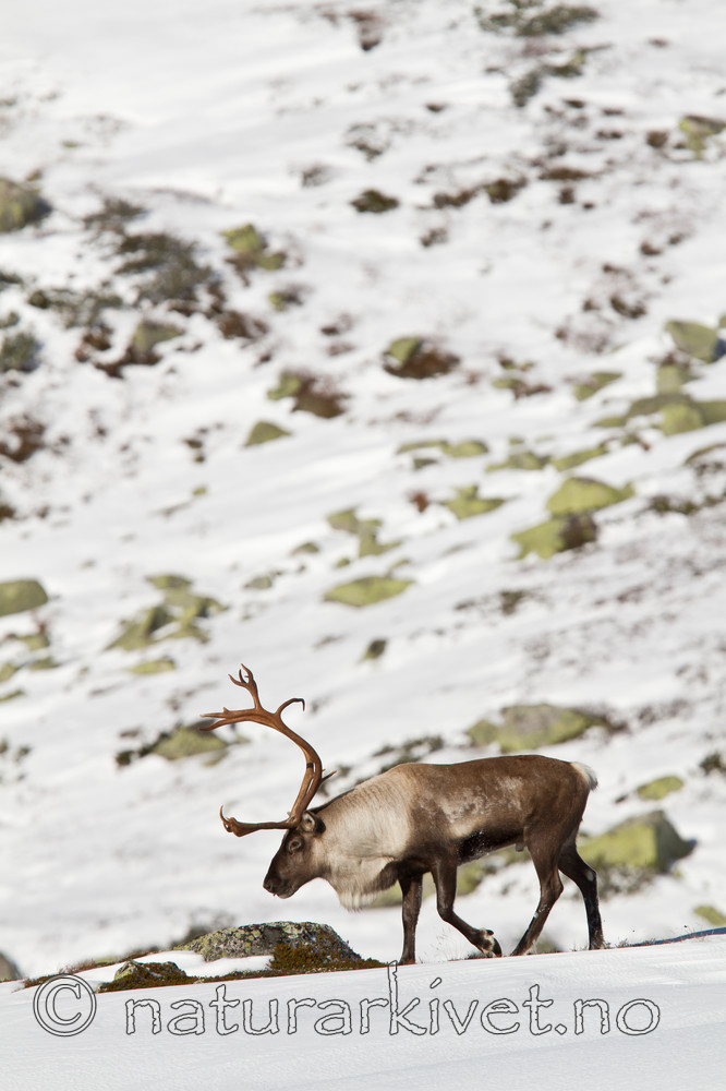 KA_100926_7840 / Rangifer tarandus / Rein