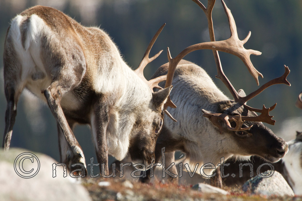 KA_100926_7854 / Rangifer tarandus / Rein