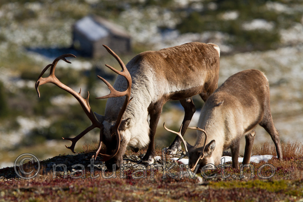 KA_100926_7859 / Rangifer tarandus / Rein