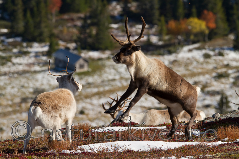 KA_100926_7881 / Rangifer tarandus / Rein