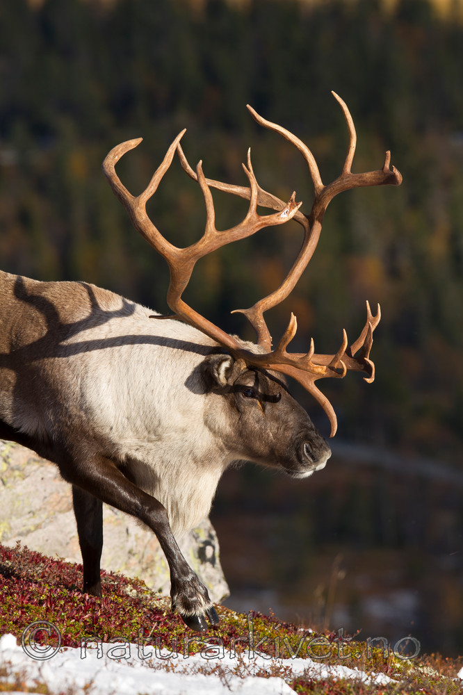 KA_100926_7891 / Rangifer tarandus / Rein