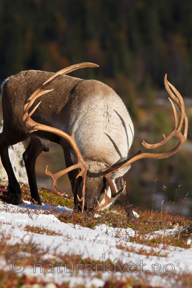 KA_100926_7896 / Rangifer tarandus / Rein