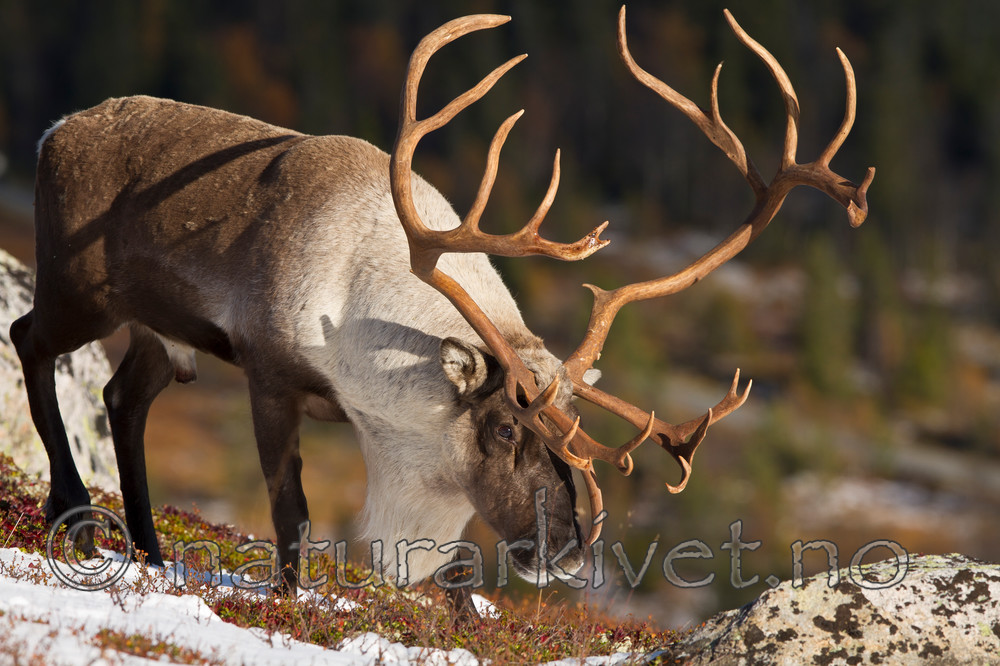 KA_100926_7898 / Rangifer tarandus / Rein