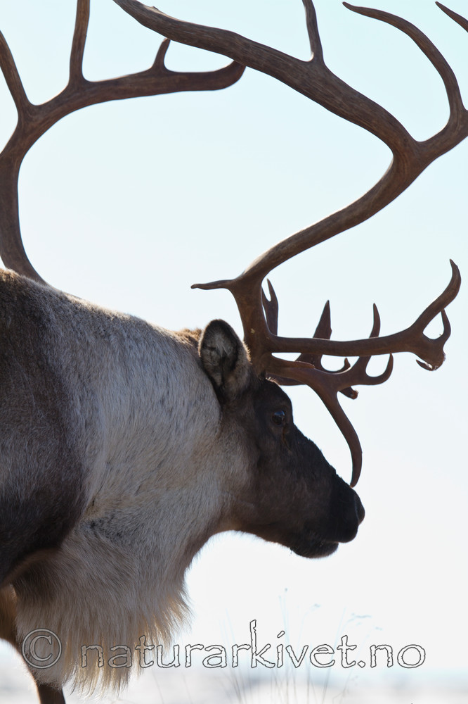 KA_100926_7911 / Rangifer tarandus / Rein