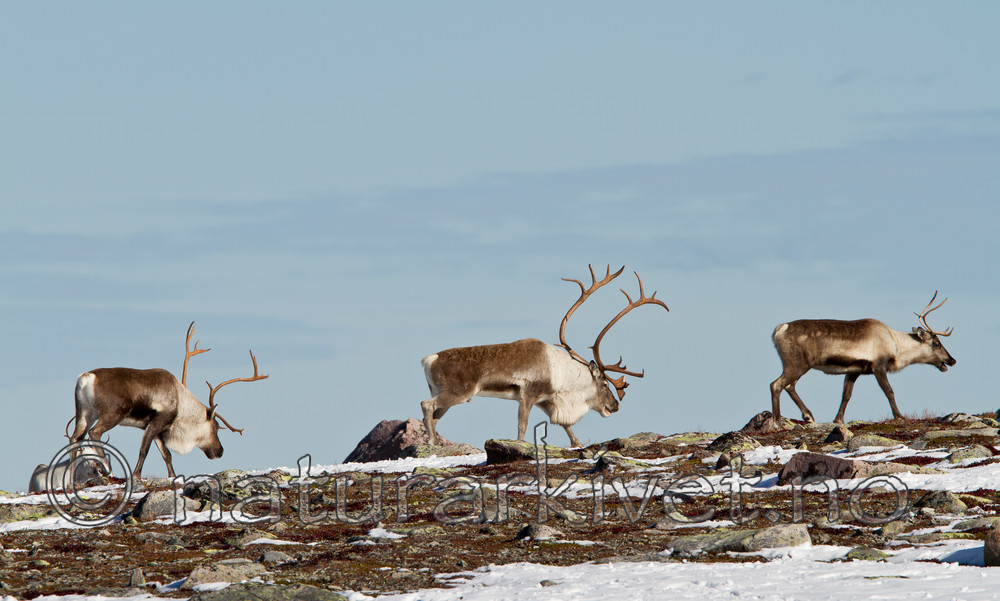 KA_100926_7923 / Rangifer tarandus / Rein