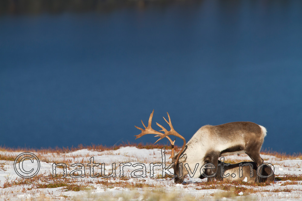 KA_100926_7929 / Rangifer tarandus / Rein