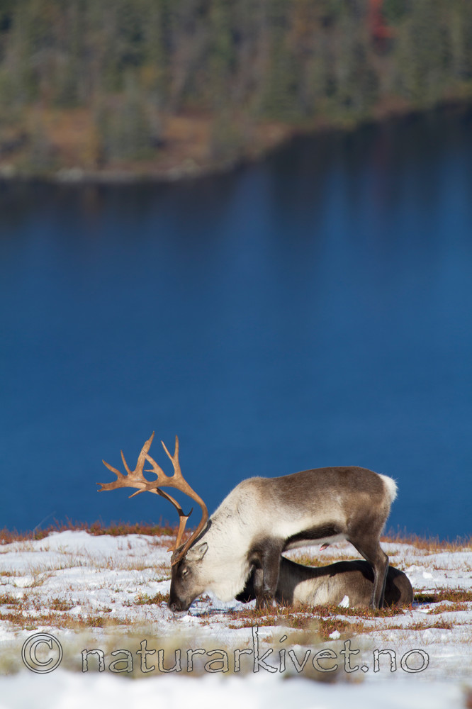 KA_100926_7930 / Rangifer tarandus / Rein